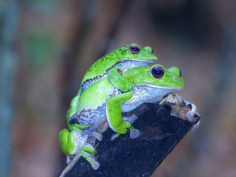 岡山県南でモリアオガエルが産卵 | ぼうぼうどりの生物教室 | ぼうぼうどりの生物教室